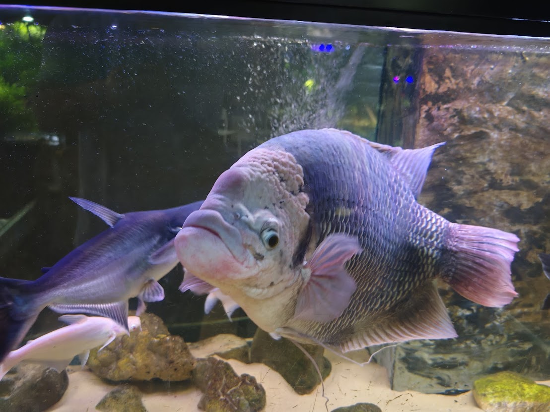 akvarijum ribe