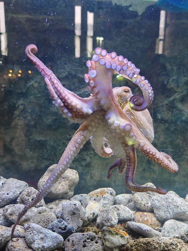 tropikarijum