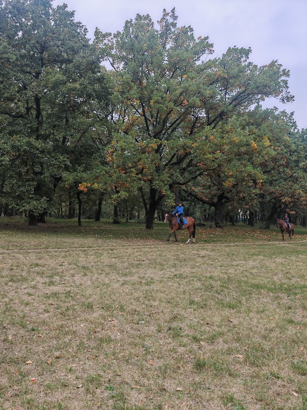 košutnjak